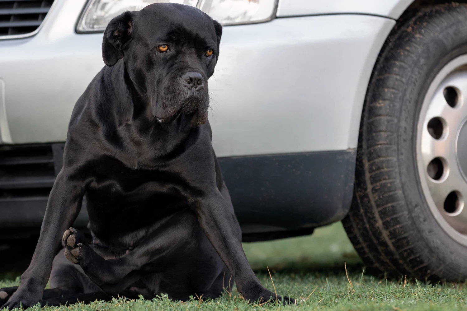 Audi Q5 Dog Car Seat Belt for Cane Corso