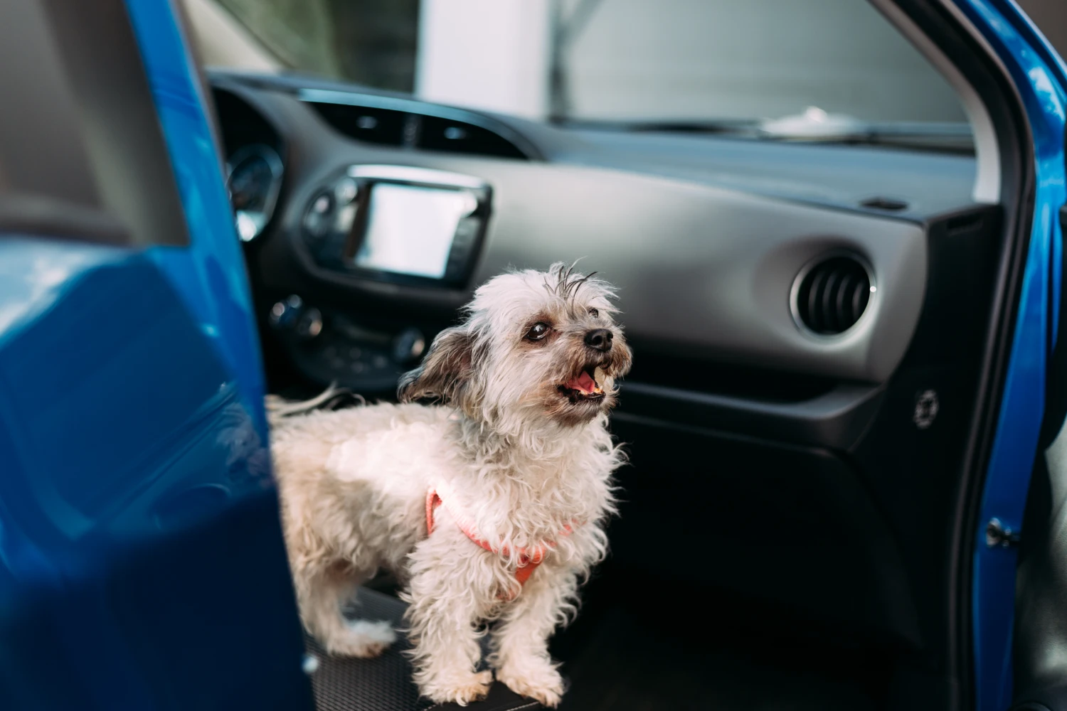 BMW X5 Dog Carrier Car Seat for Bolonka