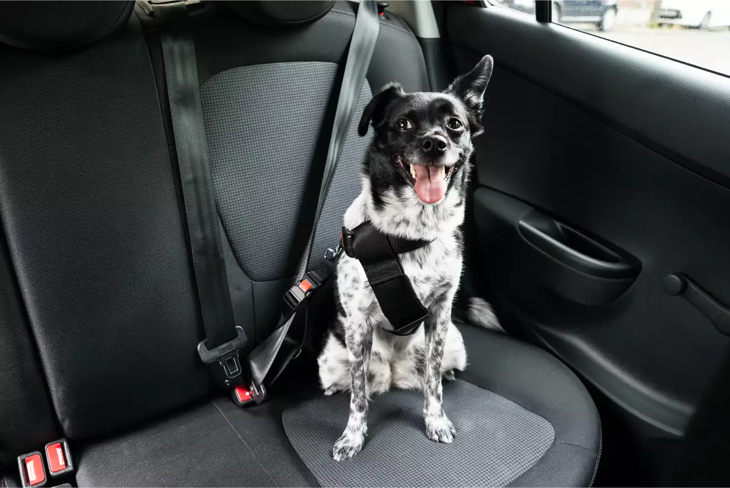 Audi Q5 Dog Car Seat Belt for Cane Corso